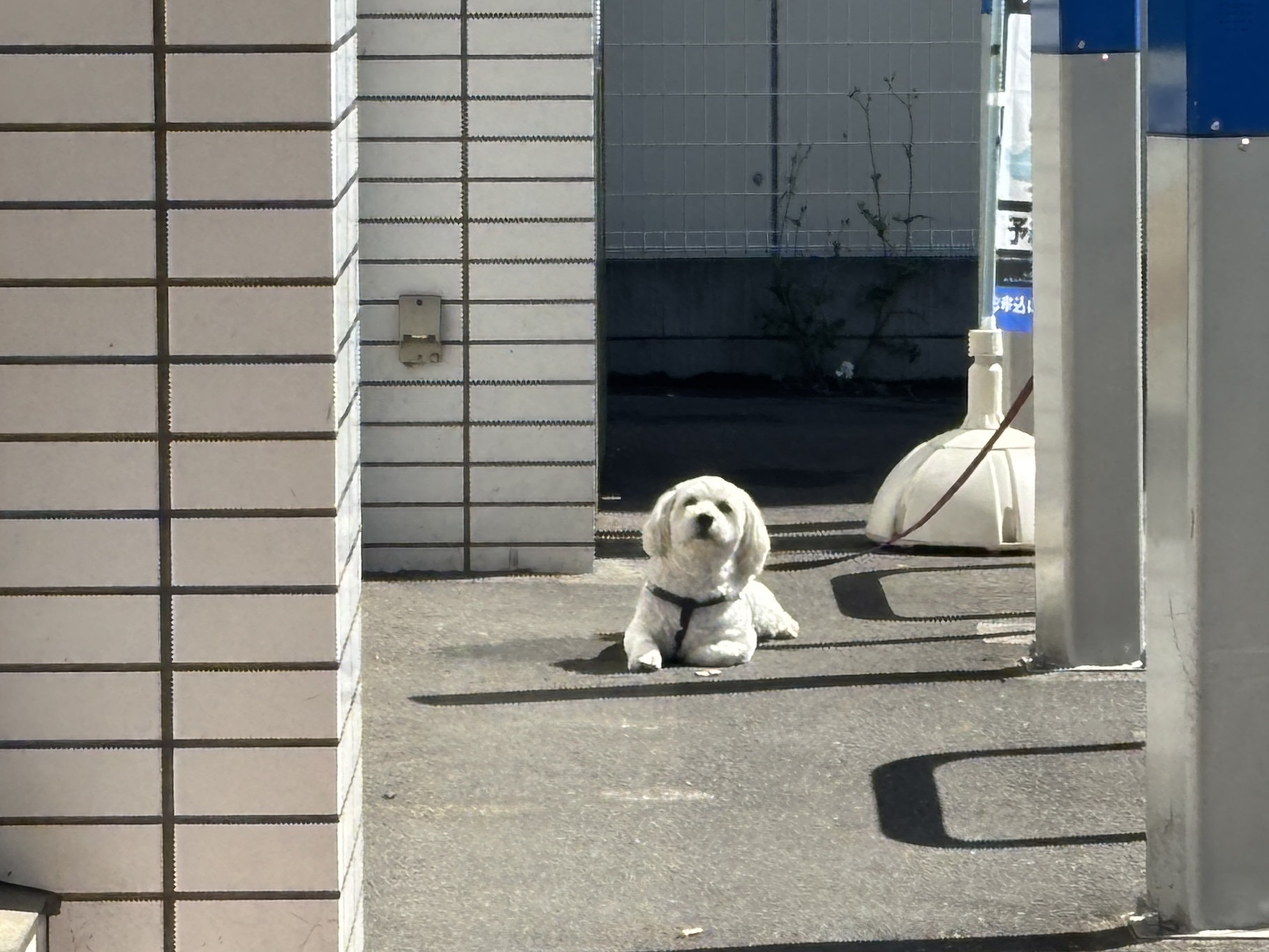 写真